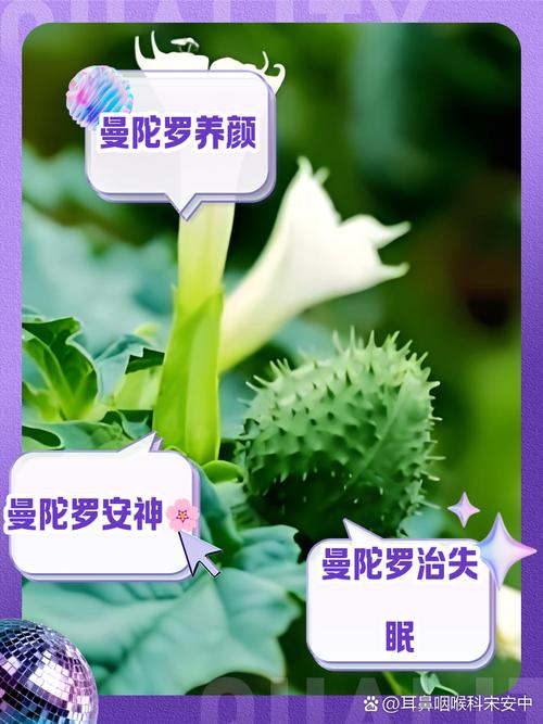 曼陀罗花晒干能干嘛_曼陀罗花药用价值_曼陀罗花功效与作用