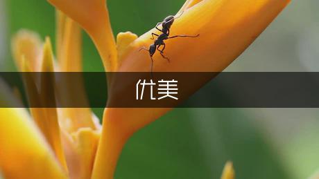 优美悲伤唯美古风句子（热门3篇）